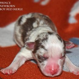 Prince - Red merle male Miniature Australian Shepherd puppy in Patterson, North Carolina from DreamLine Aussies