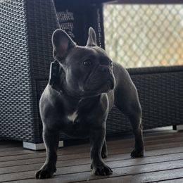 netty - French Bulldog