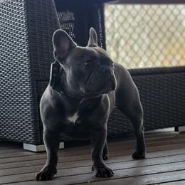 netty - French Bulldog