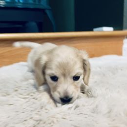Girl 2 - Cream female Dachshund puppy in Silverdale, Washington from Guiley Doxies