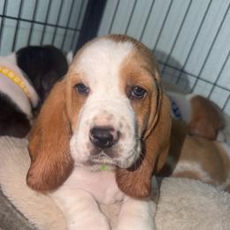 Green- Fernando - Red and white male Basset Hound puppy in Park City, Kansas from Stegmans Basset Hounds