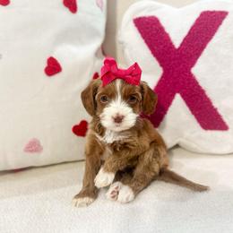 Love - Caramel cream female Australian Labradoodle puppy in Palmdale, California from Doodles_Ko