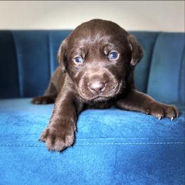 Red Collar - Chocolate female Labrador Retriever puppy in Somerset, California from Cantina Labs and Cavs