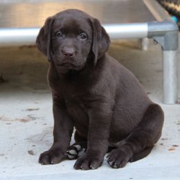Labrador Retriever Puppies from Trapper Creek Labradors