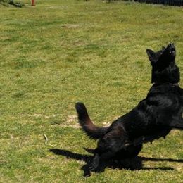 Belgian Malinois and German Shepherds from Boisdarc K9