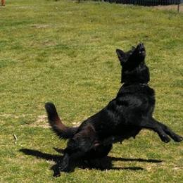 Belgian Malinois and German Shepherds from Boisdarc K9