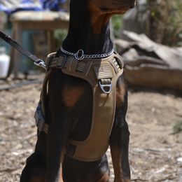 Doberman Pinscher Puppies from Obsidian Kennels