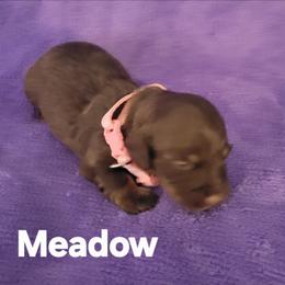 Meadow - Chocolate and tan female Dachshund puppy in Onalaska, Texas from Weenies on the Lake