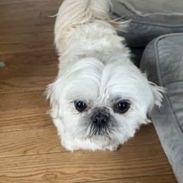 Buster - Shih Tzu
