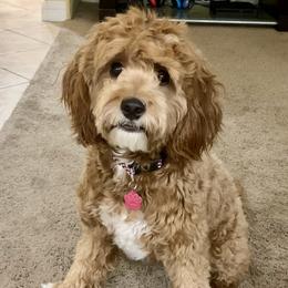 Flower - Cavapoo