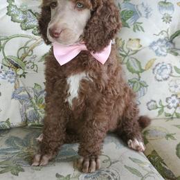 Poodle Puppies from Zimmerman's Poodles