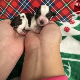 Green girl - Parti female Miniature Schnauzer puppy in Oneonta, Alabama from Murphree Valley Kennels