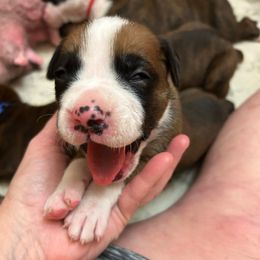 Yellow Collar - Fawn male Boxer puppy in Flora, Mississippi from Moody's Boxers