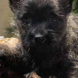 Cairn Terriers from Flyin G Cairns