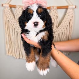 Sienna - Tri-color female Bernedoodle puppy in Norcross, Georgia from Teddy Puppies