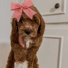 Twinkle Twinkle Little Star (Our Mother Goose Nursery Rhyme litter) - Red  female Goldendoodle puppy in Hopkins County, Texas from Boutique Doodles