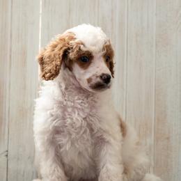 Bernedoodle, Cavapoo, and Poodle Puppies from Positively Doodles