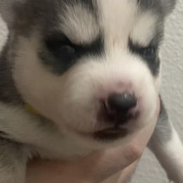 Siberian Huskies from Hynes Huskies
