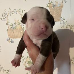 Girl 6 - female Alapaha Blue Blood Bulldog puppy in Grafton, Ohio from Eclipse Alapaha Kennels