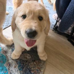 Duncan - Light golden male Golden Retriever puppy in Parma, Ohio from Big Creek Goldens