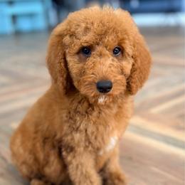 Jane - Red  female Goldendoodle puppy in Marion, Ohio from Doodles & Doxies