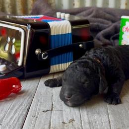 Thibodeaux - Orange Collar - Phantom male Bernedoodle puppy in Carencro, Louisiana from Southern Bayou Poodles and Doodles