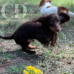 Dachshund Puppies from Camacho_Dachshunds