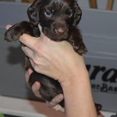 Field Spaniel Puppies from Nautica Field Spaniels