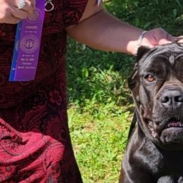 Cane Corso, French Bulldogs, and Pugs from Winnfall Farms