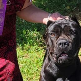 Cane Corso, French Bulldogs, and Pugs from Winnfall Farms