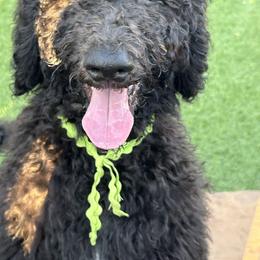 Charlie (lime green color) - Parti male Poodle puppy in Gainesville, Georgia from Rose’s Goldendoodles & Standard Poodles