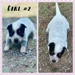 Girl 2 - Blue mottled female Australian Cattle Dog puppy in Prague, Oklahoma from S&B Cattle Co.