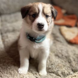 Collie and Companion Cross Puppies from Oasis Companion Canines