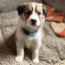 Collie and Companion Cross Puppies from Oasis Companion Canines