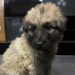 Yellow - Sable male German Shepherd puppy in Lebanon, Pennsylvania from East Coast k9's