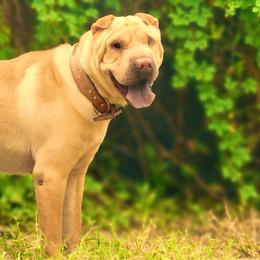 Macy Mae - Chinese Shar-Pei