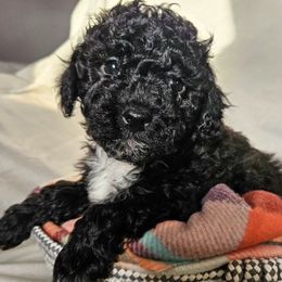 Maltese, Maltipoos, and Poodles from Little Land of Puppies