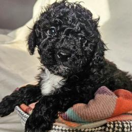 Maltese, Maltipoos, and Poodles from Little Land of Puppies