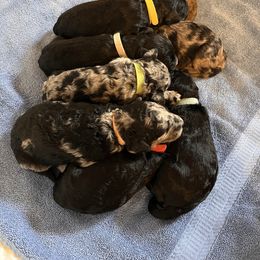 Aussiedoodle Puppies from Pawsitively Doodles