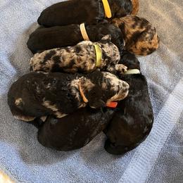Aussiedoodle Puppies from Pawsitively Doodles