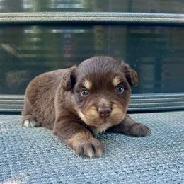 Dale - Red tri male Miniature Australian Shepherd puppy in White Plains, Kentucky from Garrett’s Ridge Farm