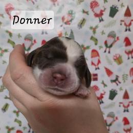 Donnor - Liver white and roan male English Springer Spaniel puppy in Ocoee, Tennessee from Ocoee Mountain Springers