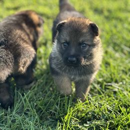 No collar sable - Sable female German Shepherd puppy in Osco, Illinois from Sonnenhügel Kennel, LLC