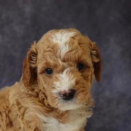 Tom - Apricot male Goldendoodle puppy in Mint Hill, North Carolina from DoodleForever