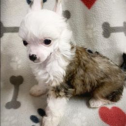 Chihuahua and Chinese Crested Puppies from Western Kentucky Chihuhua and Chinese Crested