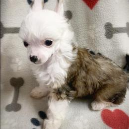 Chihuahua and Chinese Crested Puppies from Western Kentucky Chihuhua and Chinese Crested