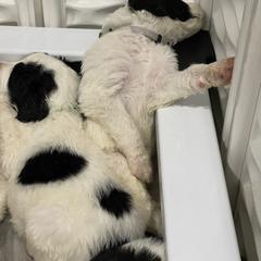 Saint Berdoodle Puppies from Walker Branch Doodles