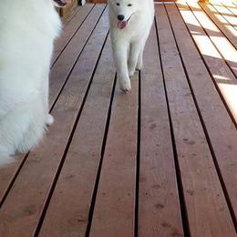 Samoyed All Grown Up from Ancient Dream Samoyeds