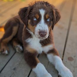 El Dorado 3 - Red tri-color male Australian Shepherd puppy in Solon, Maine from Mountain Range Australian Shepherds
