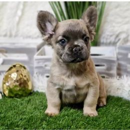 French Bulldogs from Midge’s Meadowland Frenchie’s